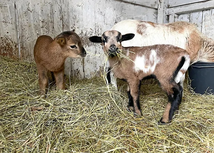 Padua Teichhof Fehmarn Lägenhet